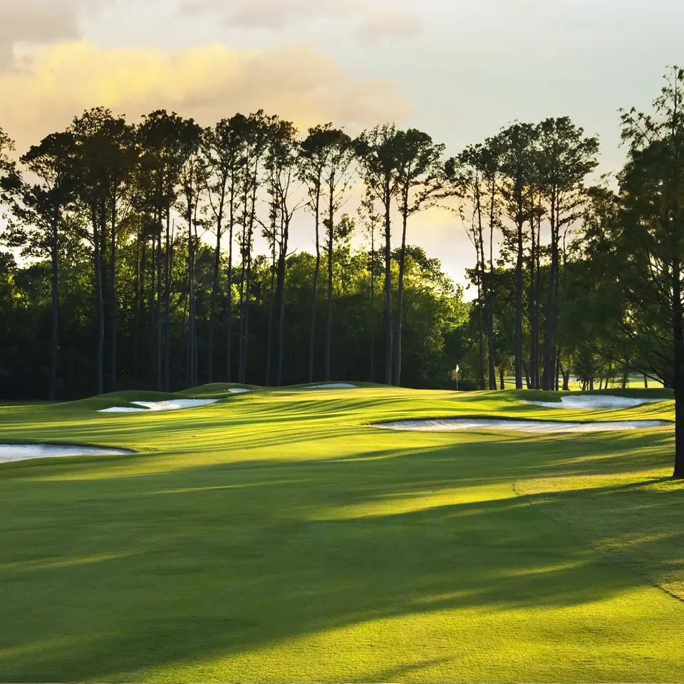Pines along a fairway at Lochinvar at dusk